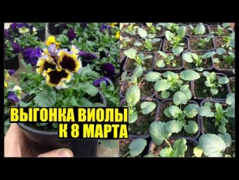 Виола/Анютины глазки к 8 марта. Выращивание. Уход.