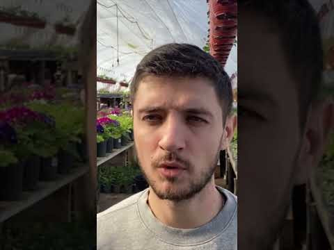 Стратификация семян - простыми словами. Зачем она нужна? #дача #огород #сад #теплица #овощи