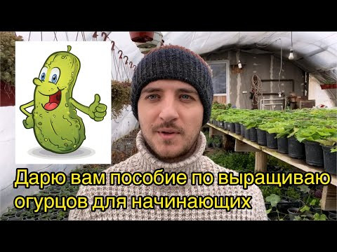 Методичка по выращиванию огурцов от А до Я для начинающих Методичка по выращиванию огурцов от А до Я для начинающих