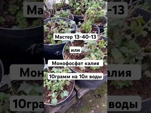 Подкормки растений зимой в теплице  #дача #овощи #огород #сад #теплица #цветы