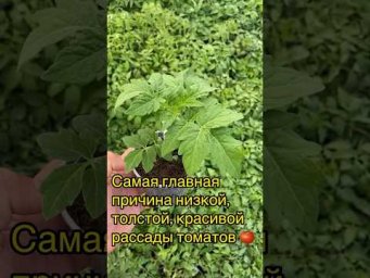 Главная причина красивой рассады томатов  #сад #огород #дача #теплица