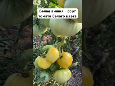 Белая вишня - сорт томата для аллергиков  #дача #овощи #огород #сад #теплица