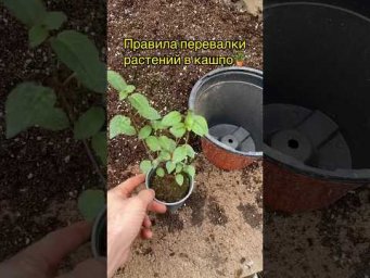 Перевалка растений в кашпо - простые правила 